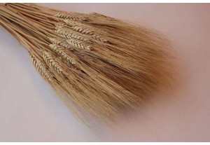 Сухоцвет Пшеница натуральная, шт